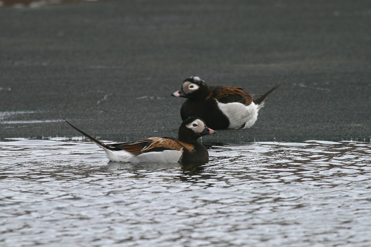 Long-tailed Duck - Tom Bedford