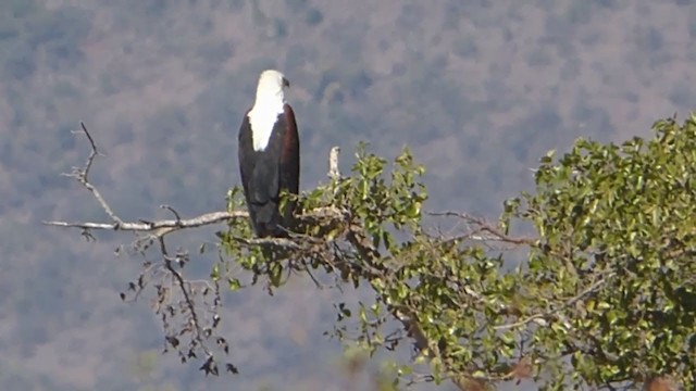 African Fish-Eagle - ML228654391