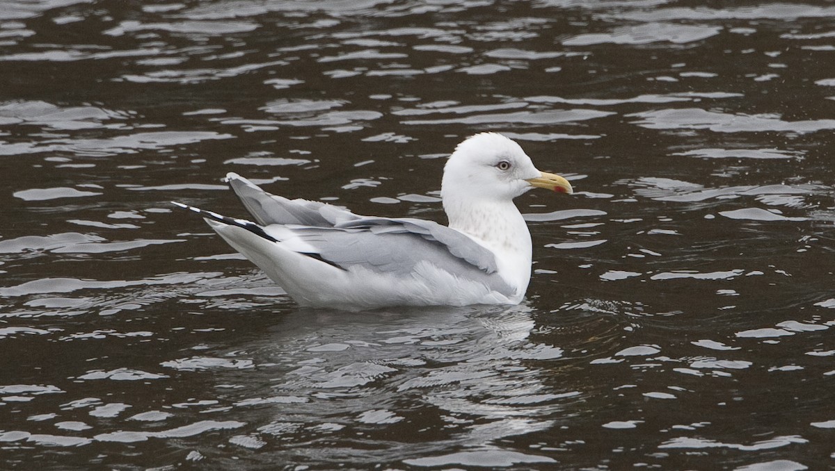 Iceland Gull (Thayer's) - ML22865531