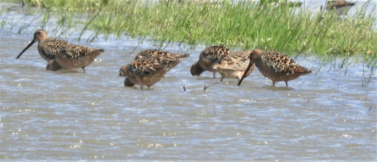 Long-billed Dowitcher - ML228656061