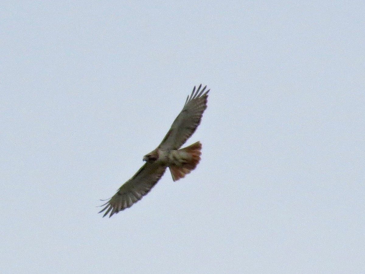 Red-tailed Hawk - Concetta Goodrich