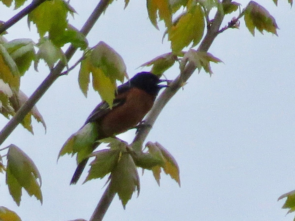 Orchard Oriole - ML228657091