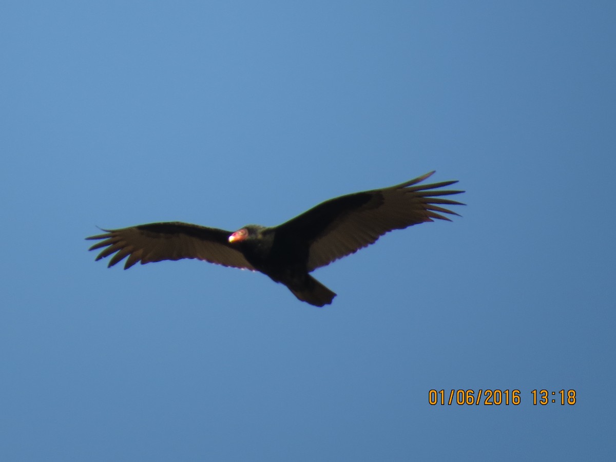 Turkey Vulture - Rhett Quigley