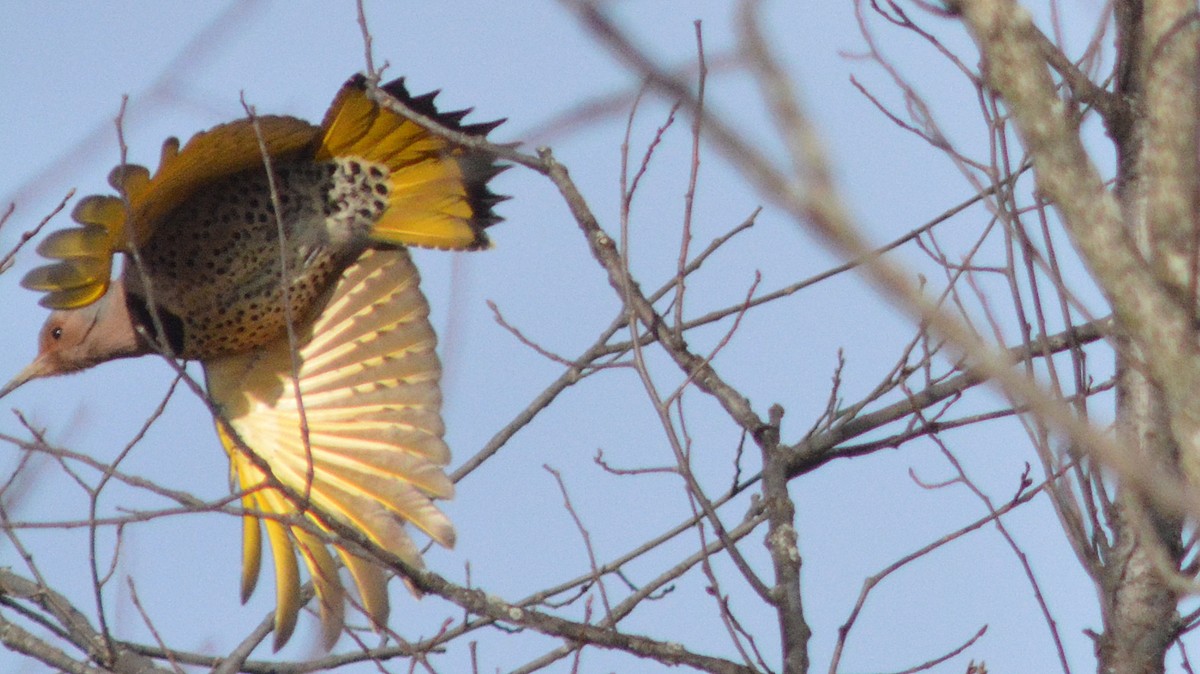 Northern Flicker (Yellow-shafted) - Carl Winstead