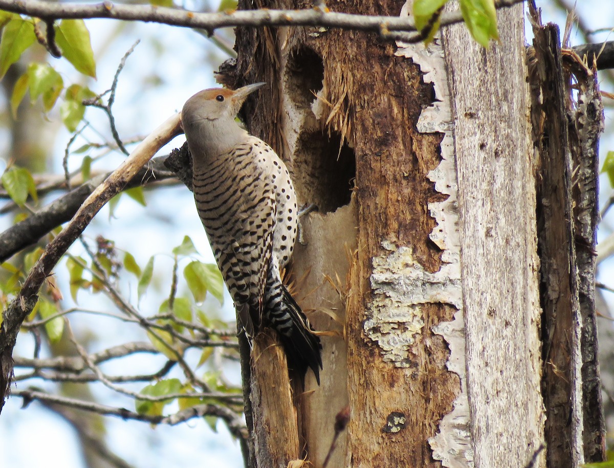 Northern Flicker (Red-shafted) - Michael Morris