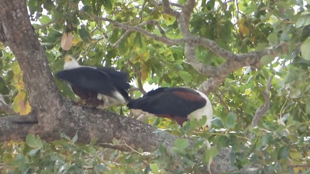African Fish-Eagle - ML228661761