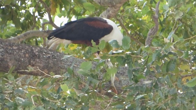 African Fish-Eagle - ML228661841