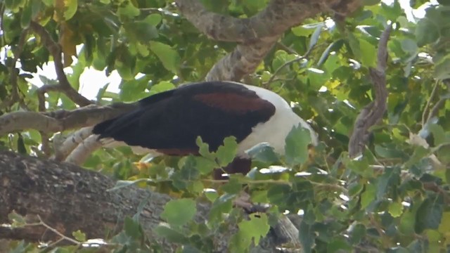 African Fish-Eagle - ML228661851