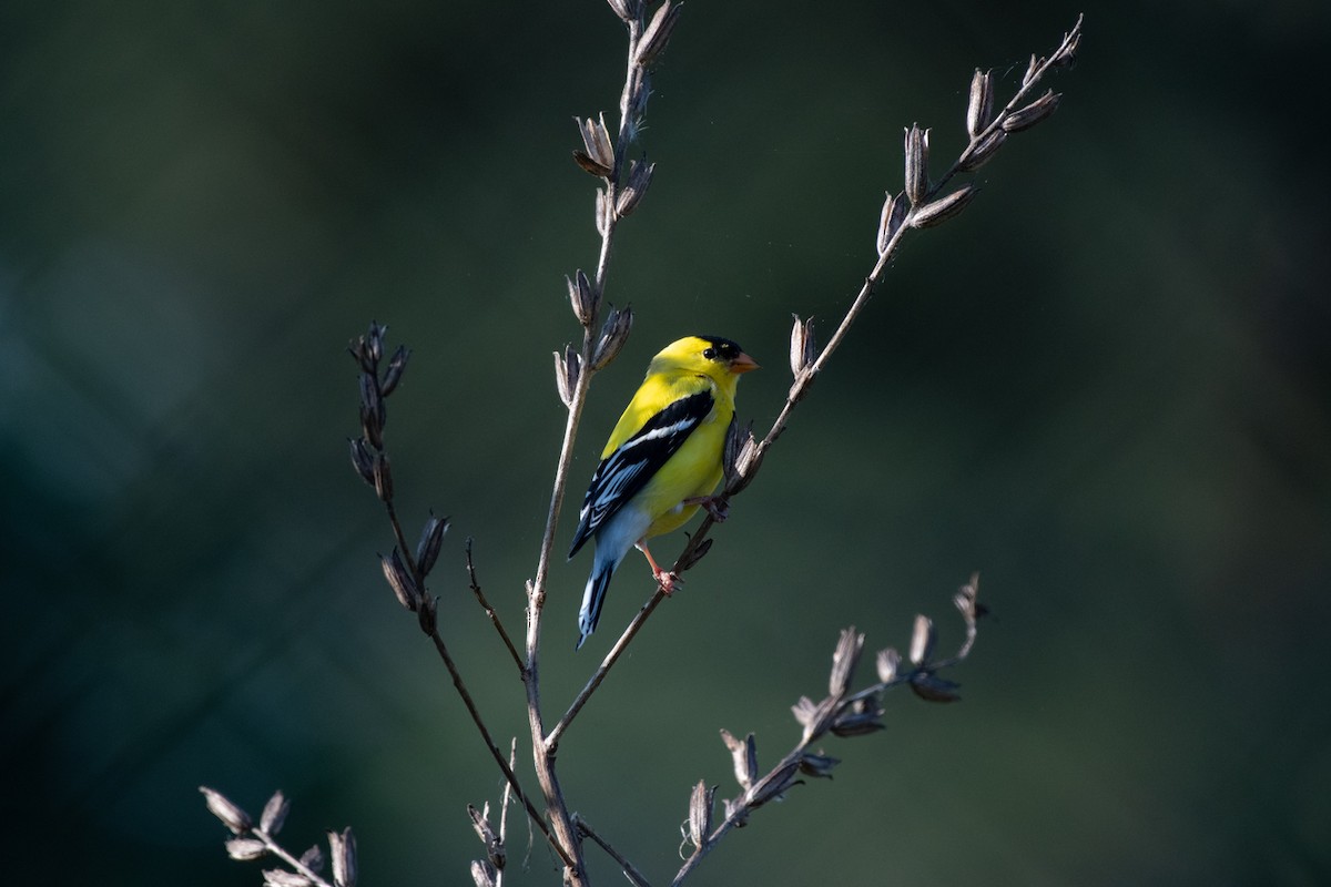 American Goldfinch - Scott Mullens