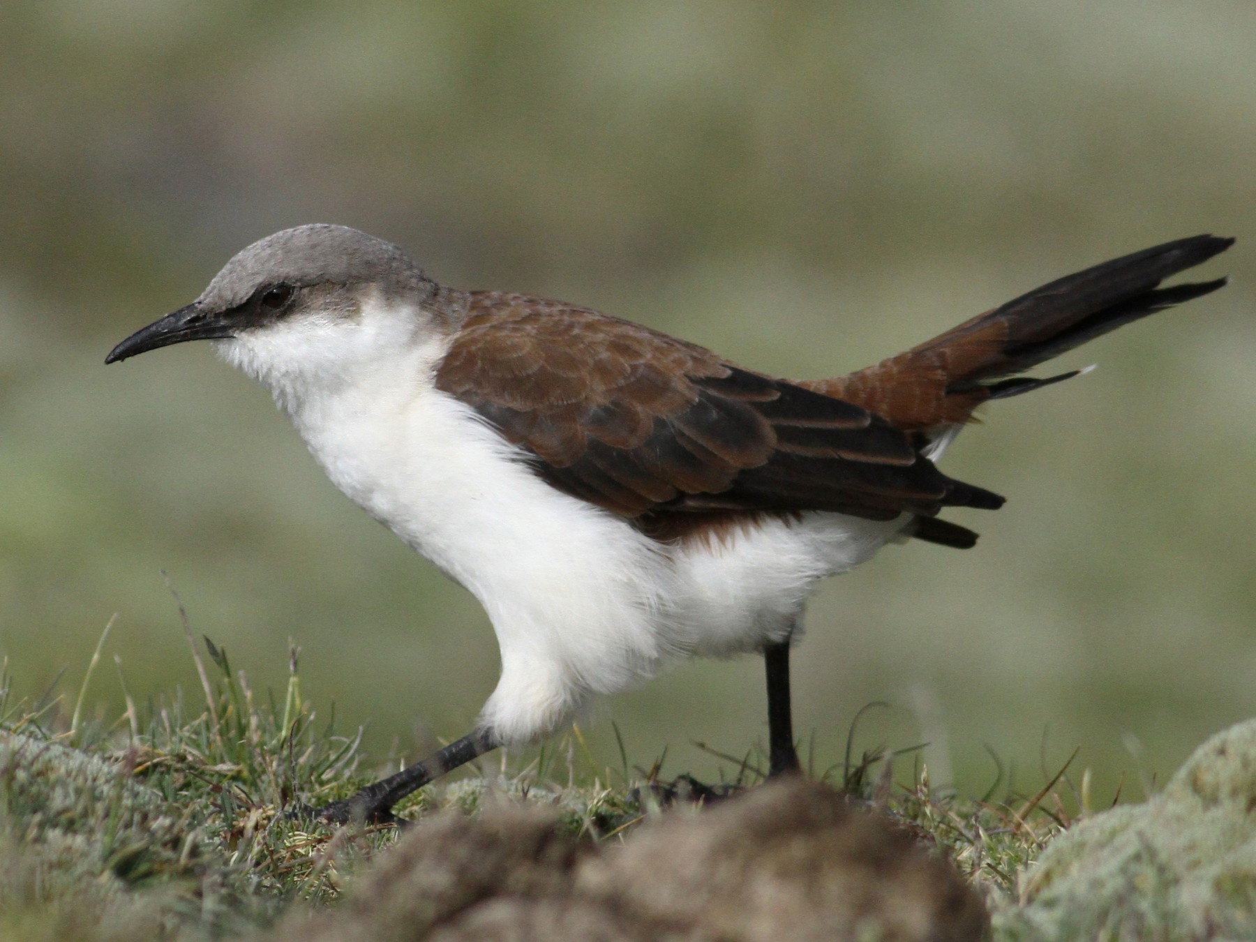White-bellied Cinclodes - Anonymous
