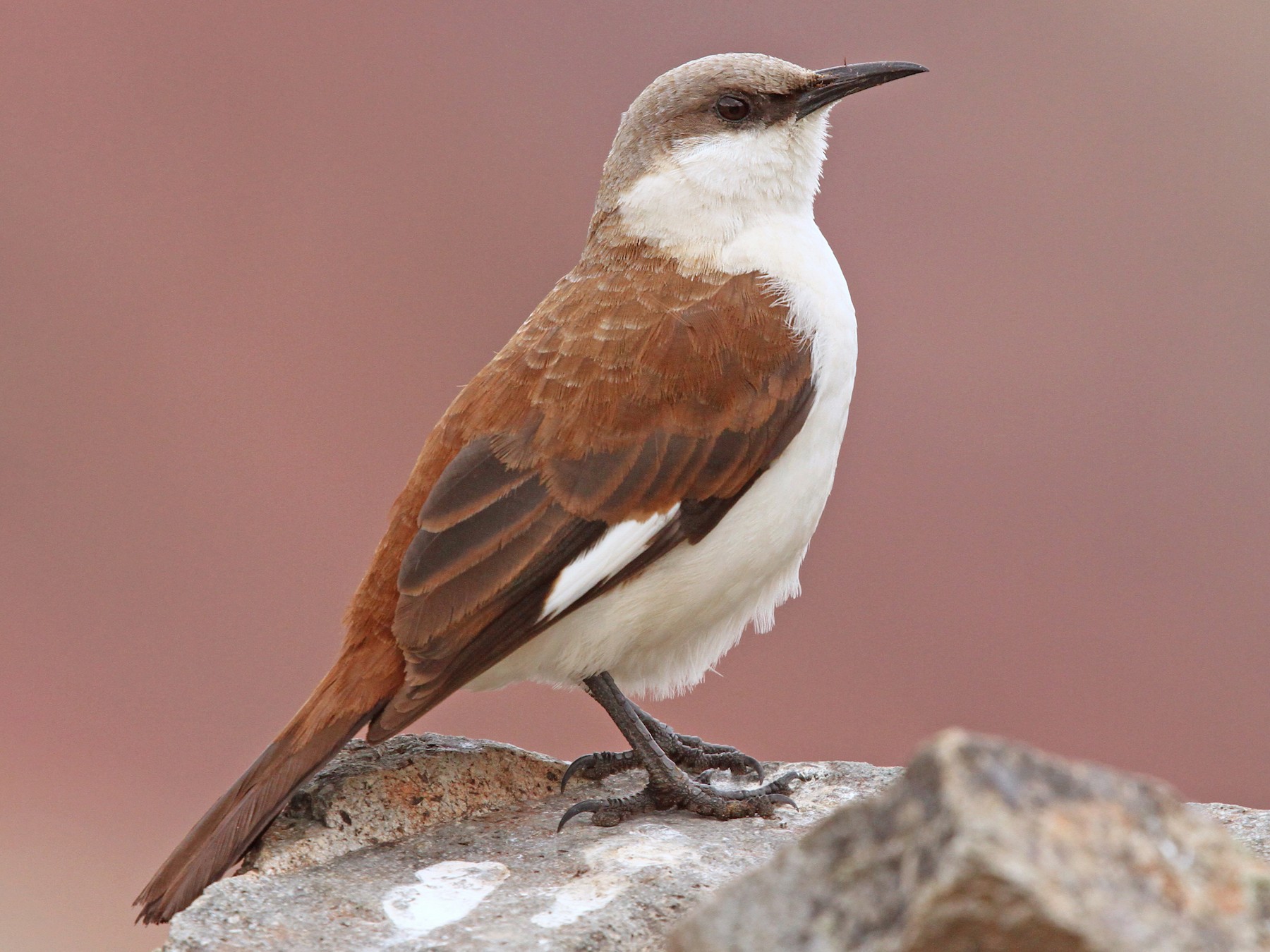 White-bellied Cinclodes - Anonymous