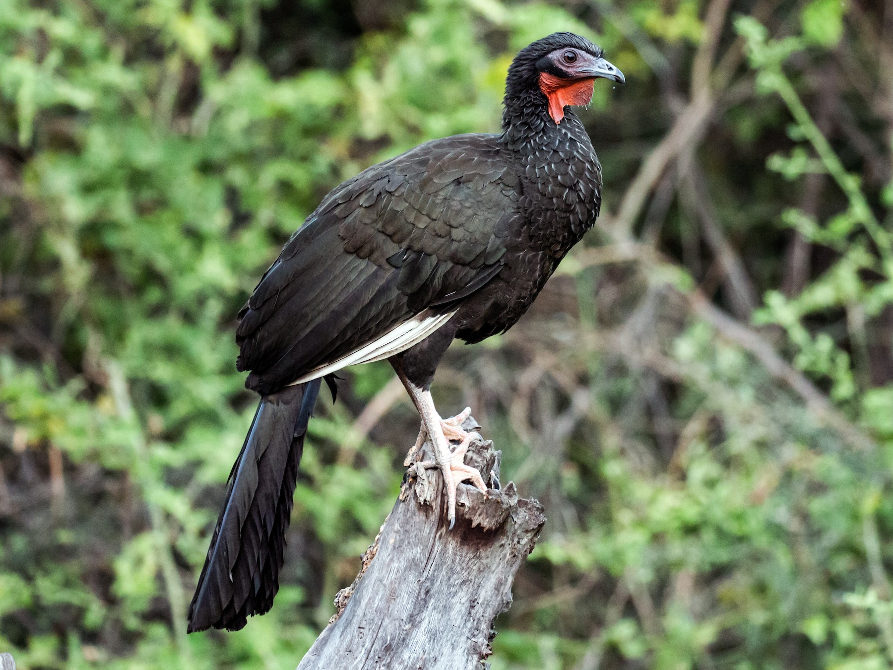 White-winged Guan - Nick Athanas