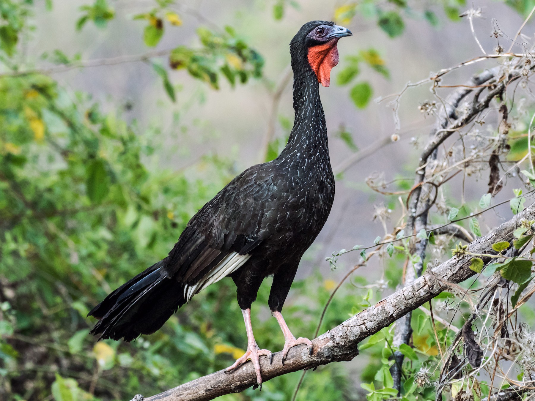 White-winged Guan - Nick Athanas