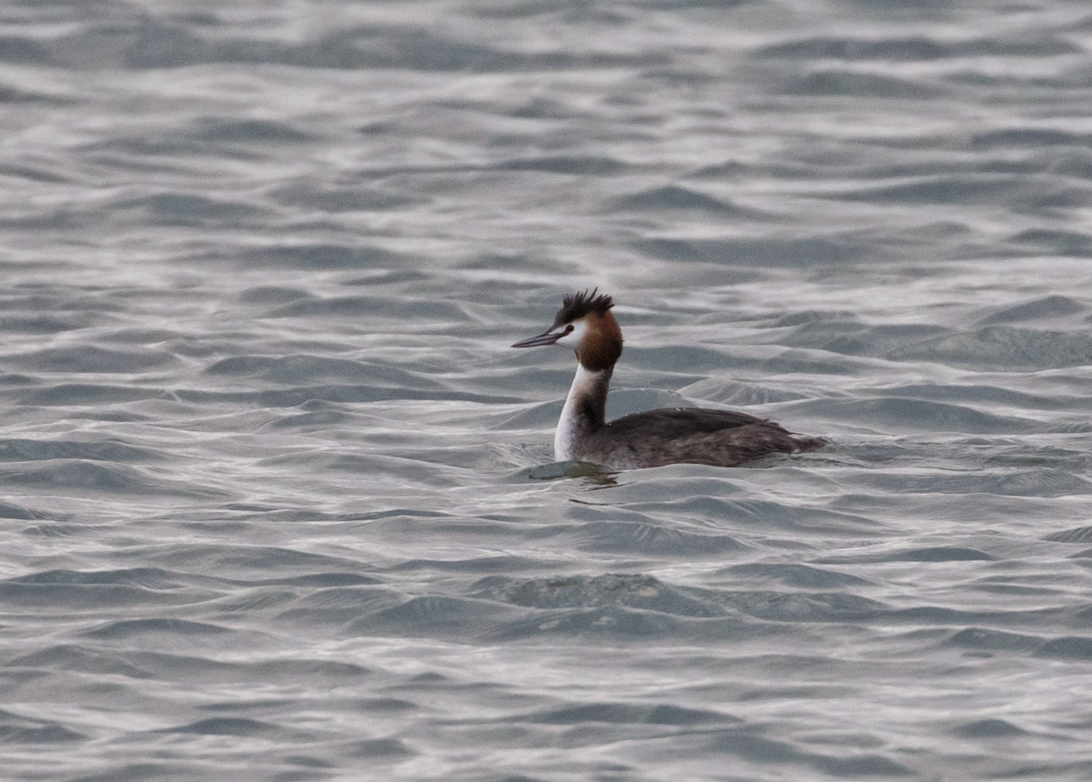 Great Crested Grebe - ML228665621