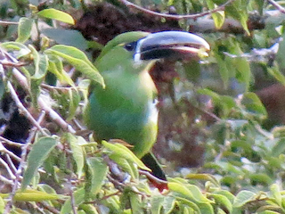  - Yellow-browed Toucanet