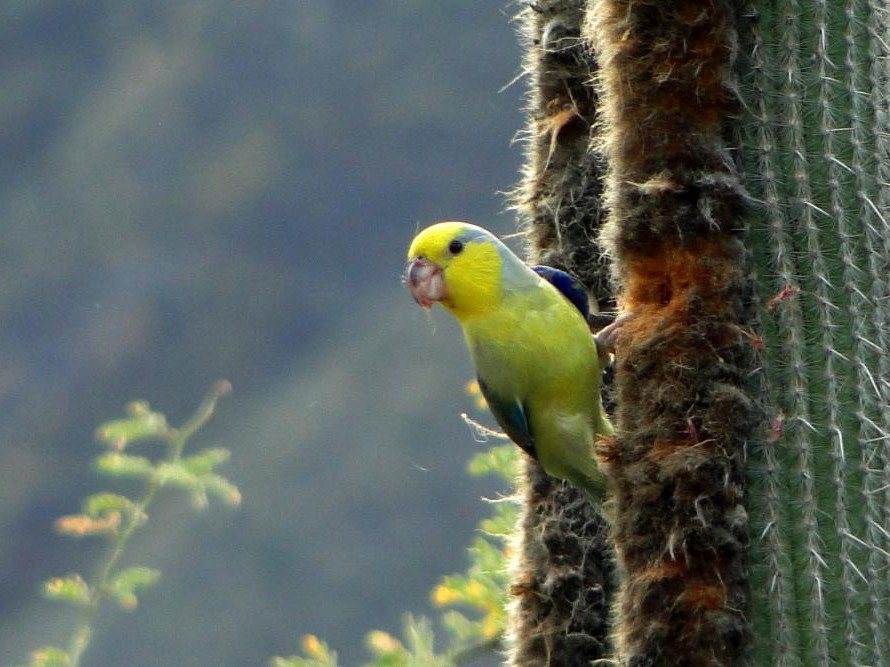 Yellow-faced Parrotlet - Carlos Otávio Gussoni