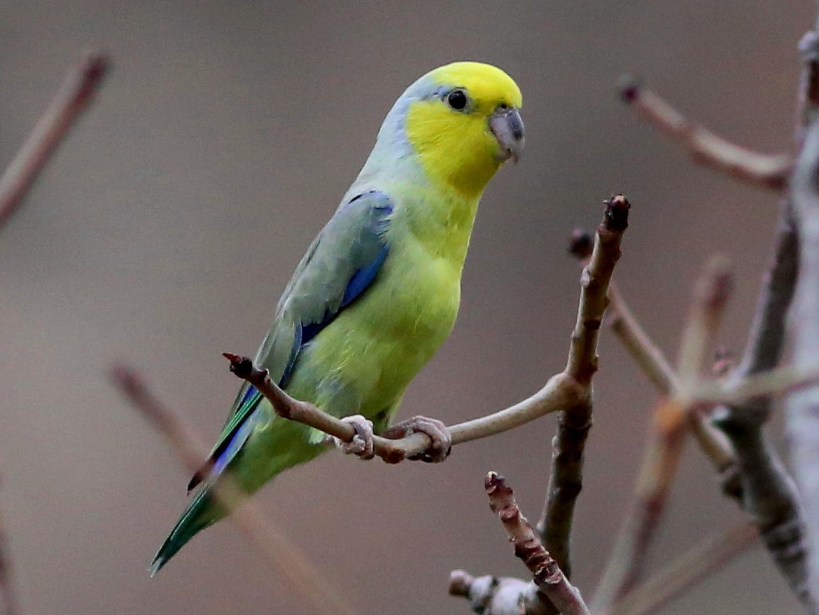 Yellow-faced Parrotlet - eBird