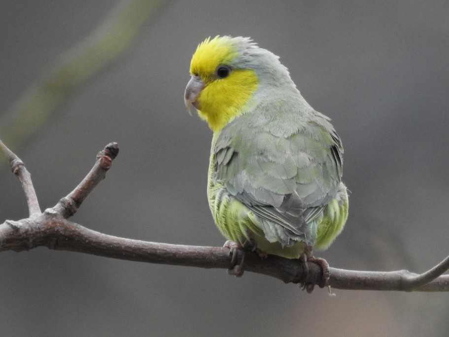 Yellow-faced Parrotlet - Marcelo Quipo