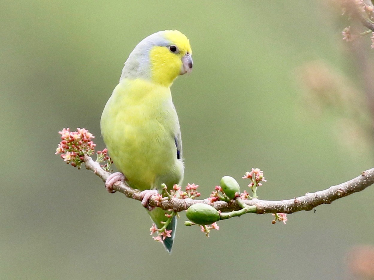 Yellow-faced Parrotlet - John Bruin