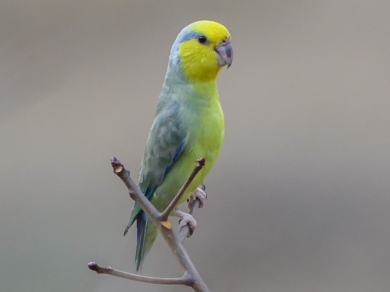 Yellow-faced Parrotlet - Ben Sanders