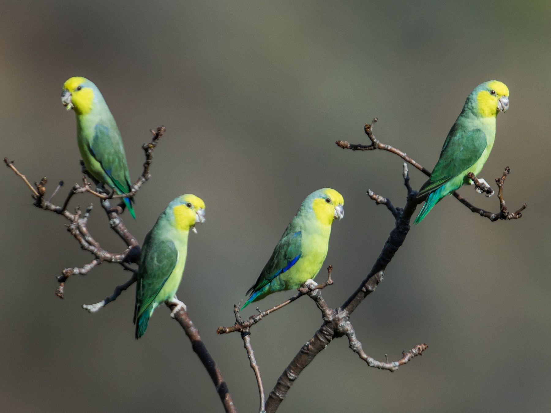 Yellow-faced Parrotlet - Nick Athanas