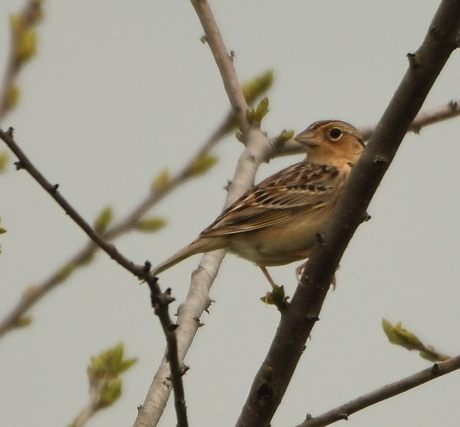 Grasshopper Sparrow - ML228675101