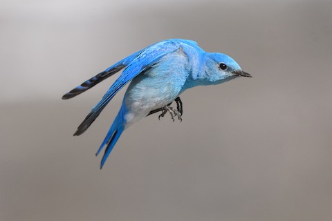 Mountain Bluebird - Sialia currucoides - Media Search - Macaulay Library  and eBird