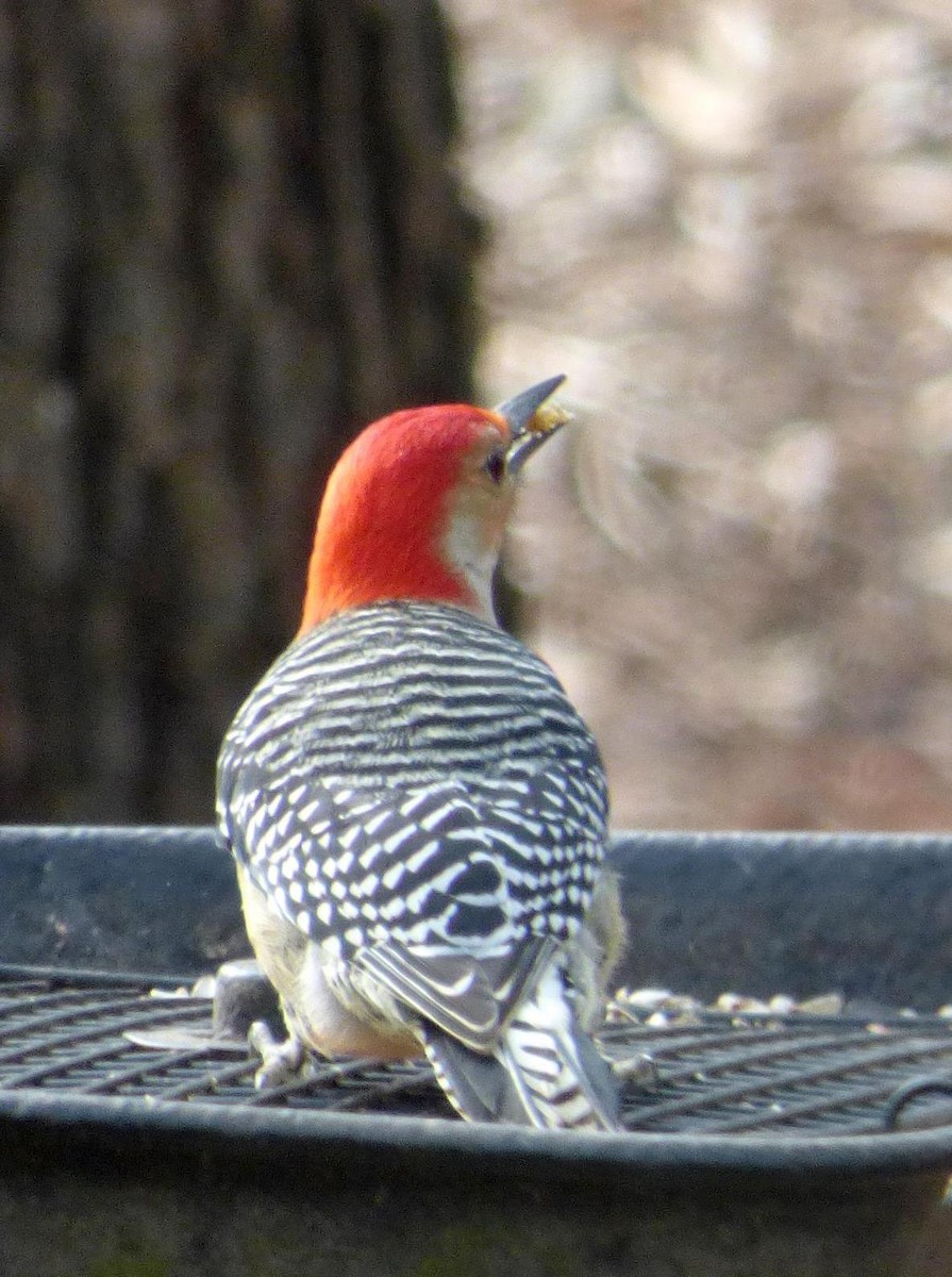 Red-bellied Woodpecker - ML22867741