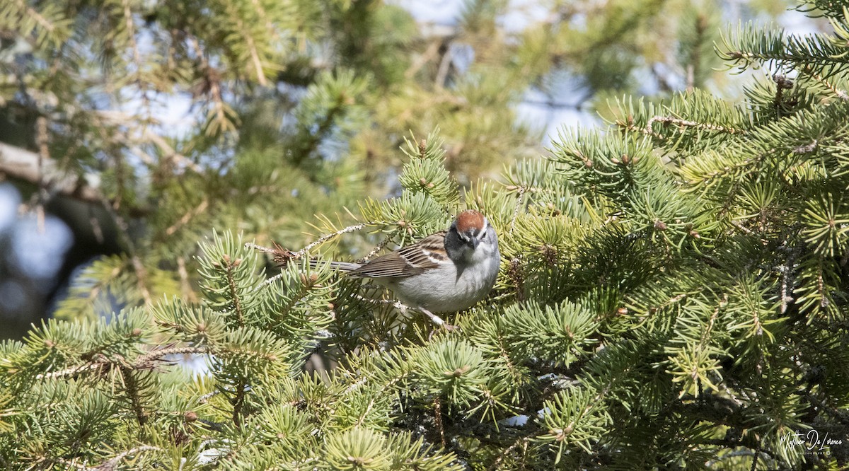 Chipping Sparrow - ML228680201