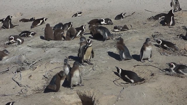 Пінгвін африканський - ML228681081