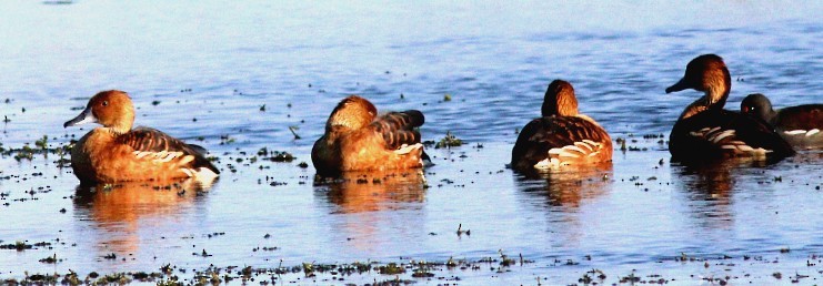 Fulvous Whistling-Duck - ML228685161