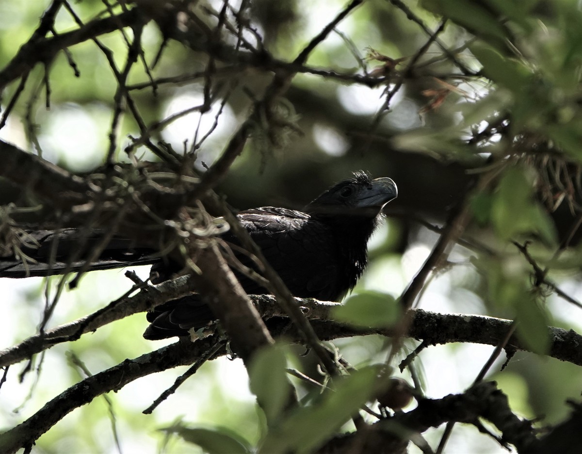 Groove-billed Ani - Laurie Foss
