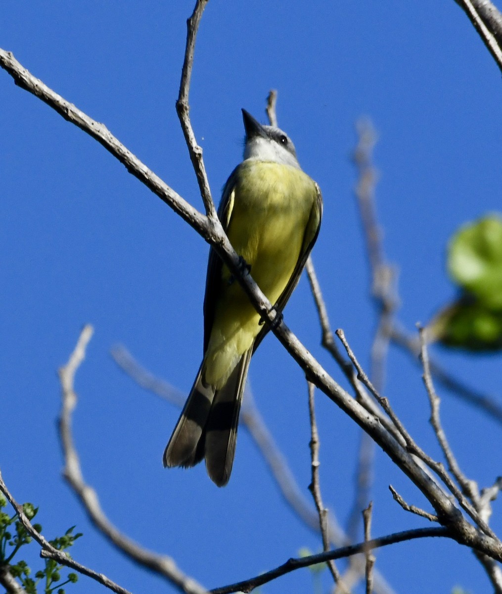 Tropical Kingbird - Susan Mac