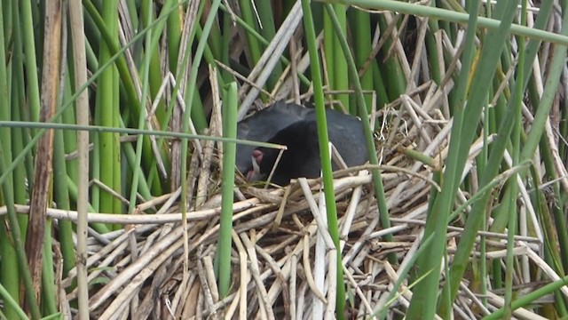 Red-knobbed Coot - ML228693341