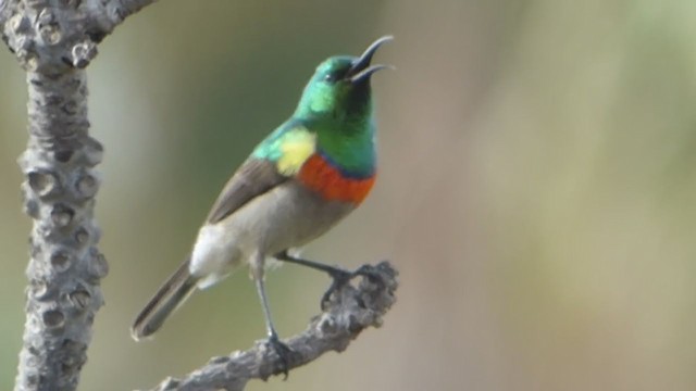 Southern Double-collared Sunbird - ML228693601