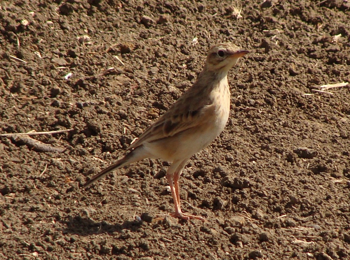 African Pipit - Jason Anderson