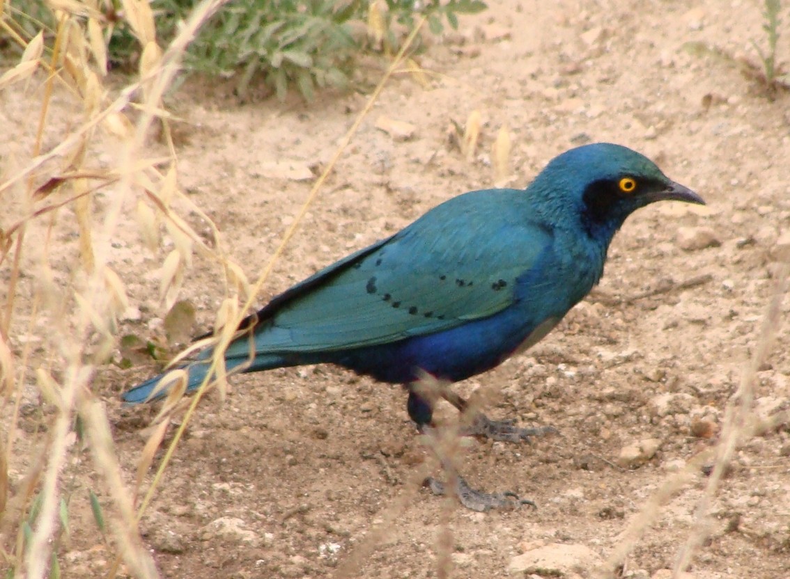 Greater Blue-eared Starling - ML228697301