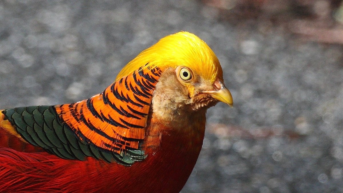 Golden Pheasant - Anonymous