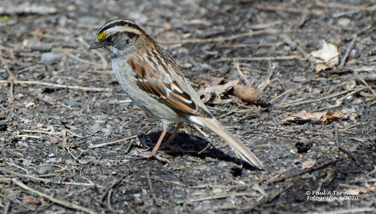 White-throated Sparrow - ML228702411