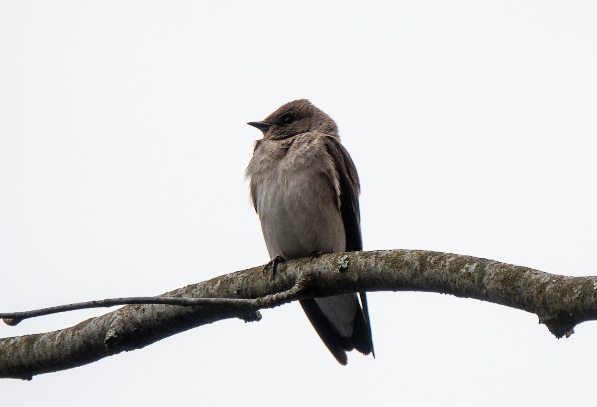 Northern Rough-winged Swallow - Lynn    <')))< Salmon