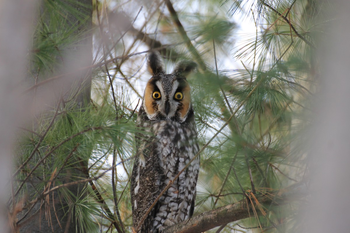 Long-eared Owl - ML22870591