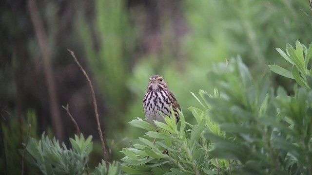 Savannah Sparrow (Belding's) - ML228706541