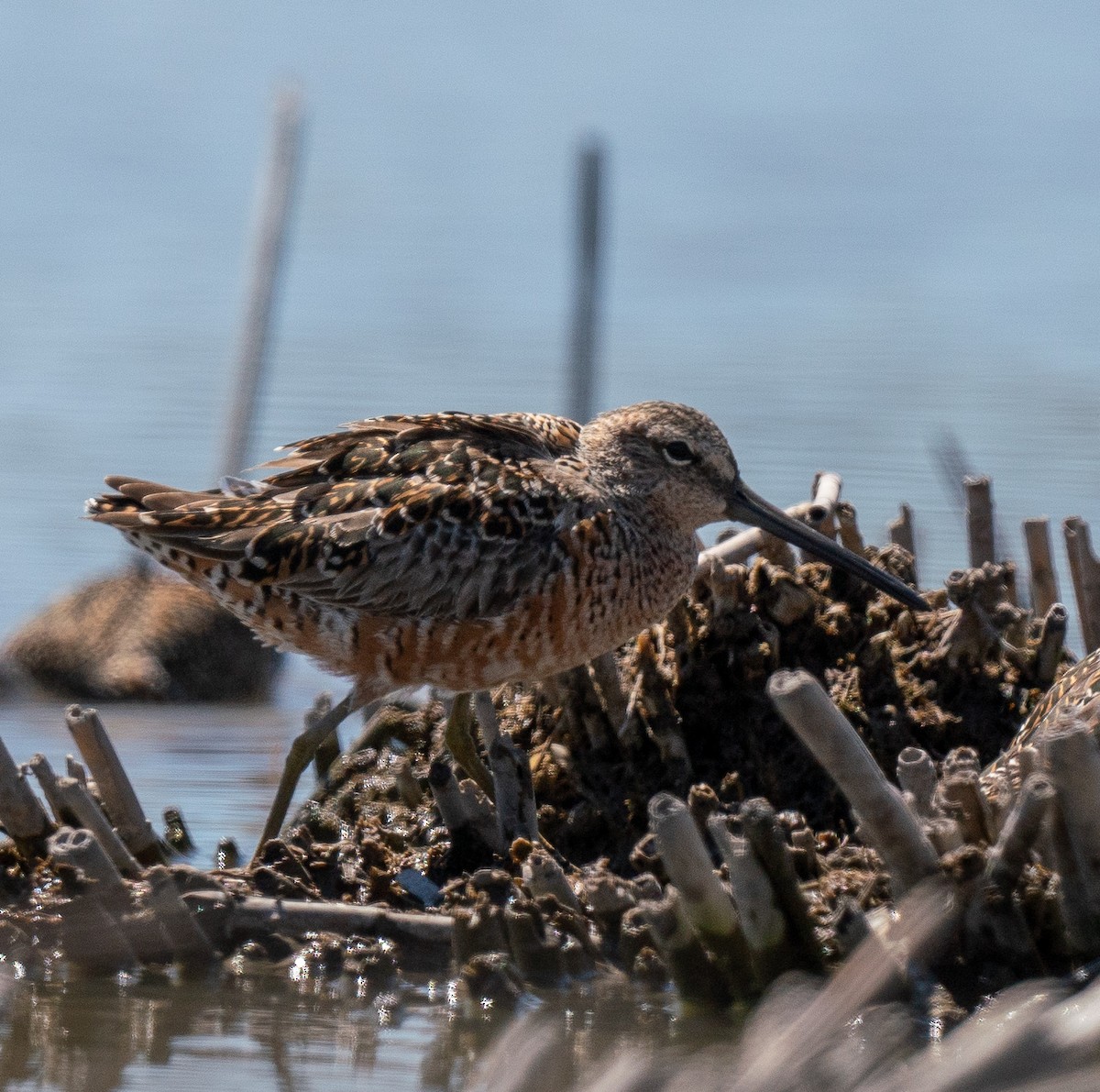 Long-billed Dowitcher - ML228708251