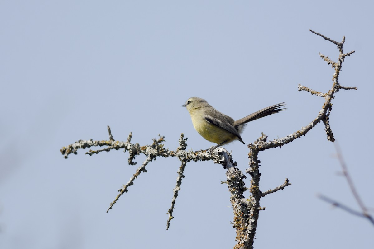 Greater Wagtail-Tyrant - ML228711041