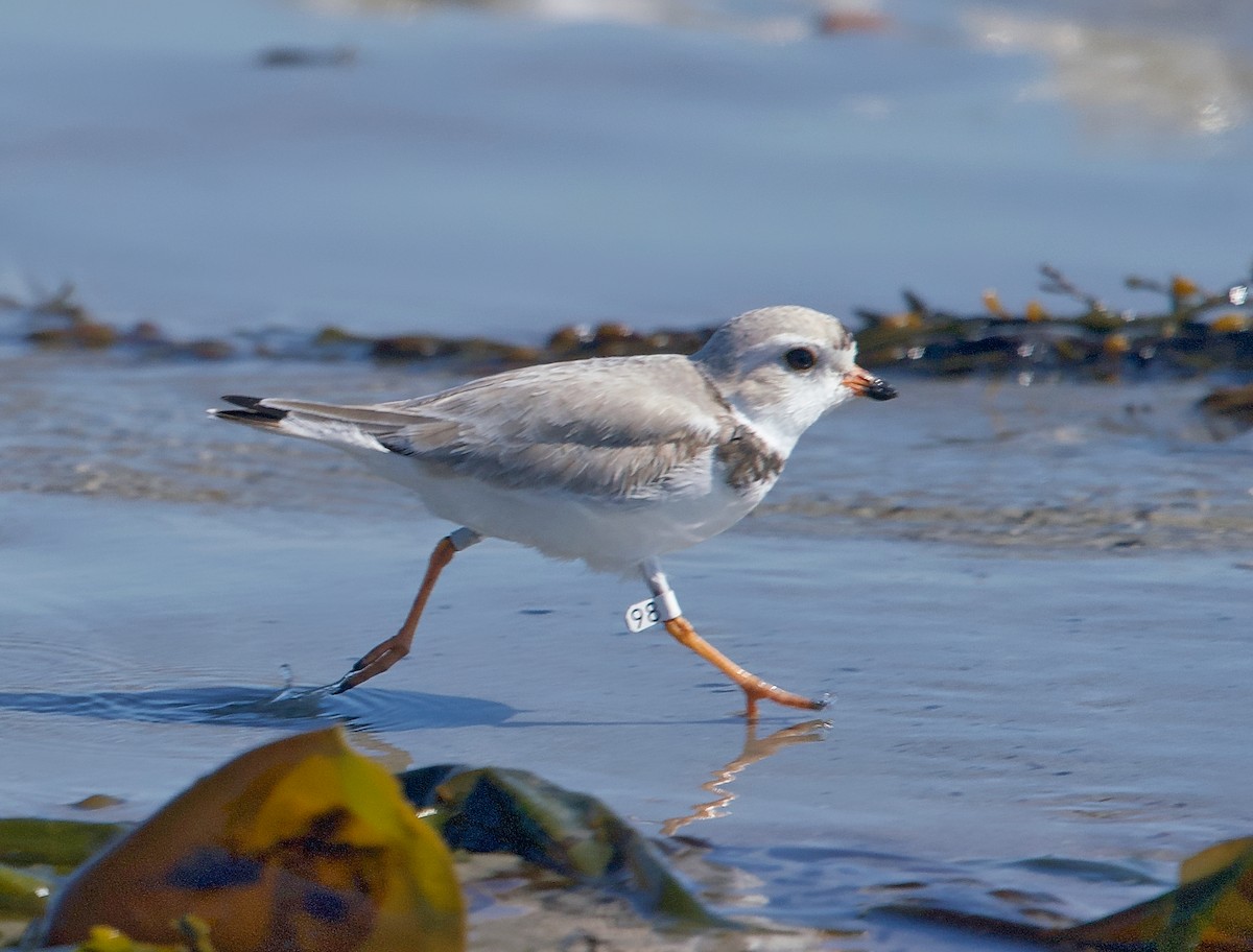 Piping Plover - ML228711941