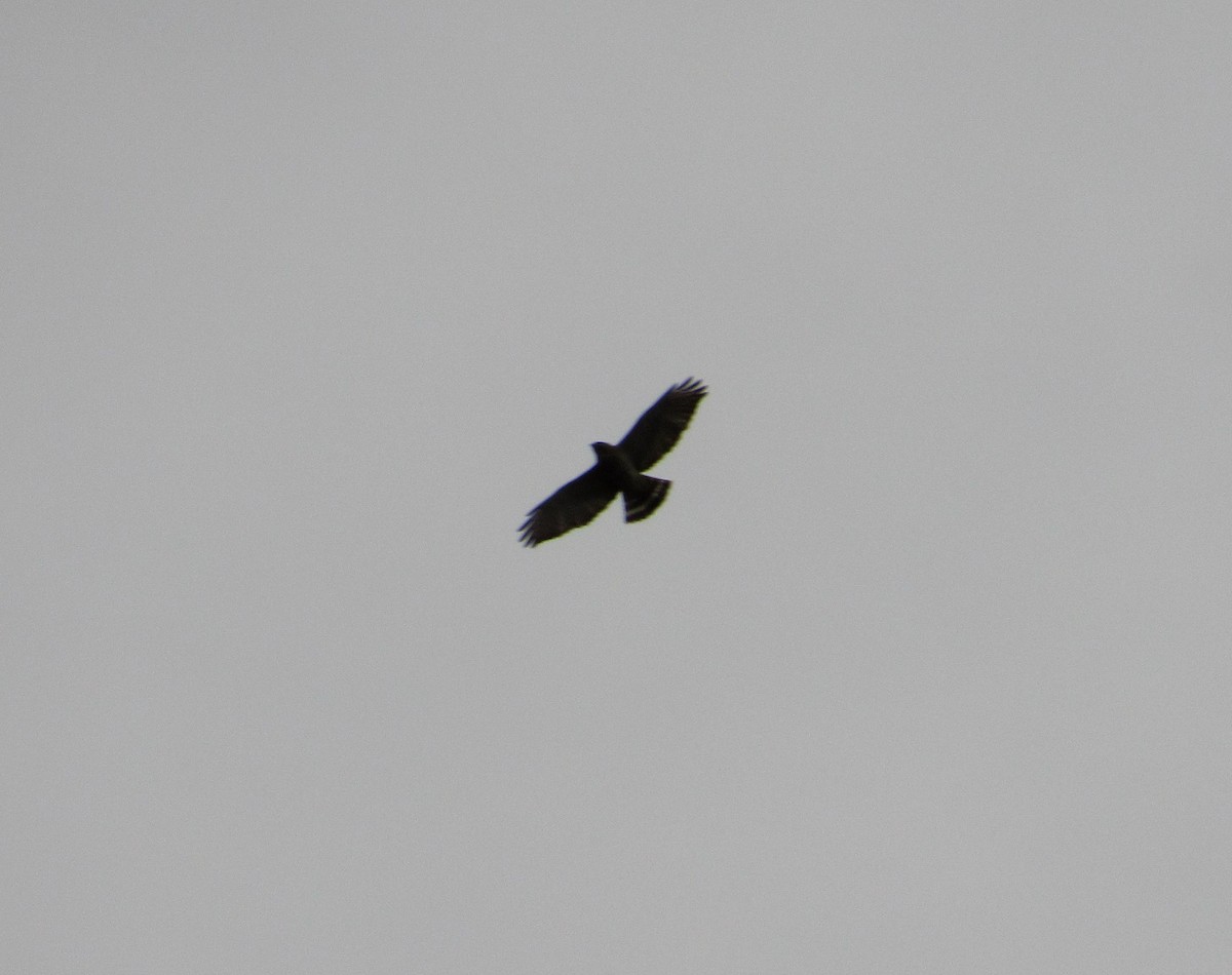 Broad-winged Hawk - ML228715971