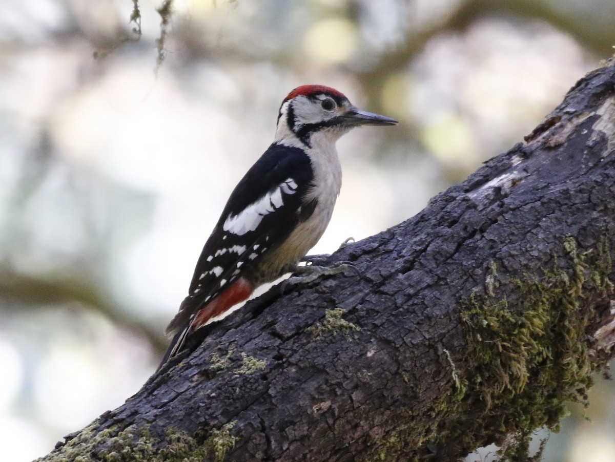Himalayan Woodpecker - ML228720831