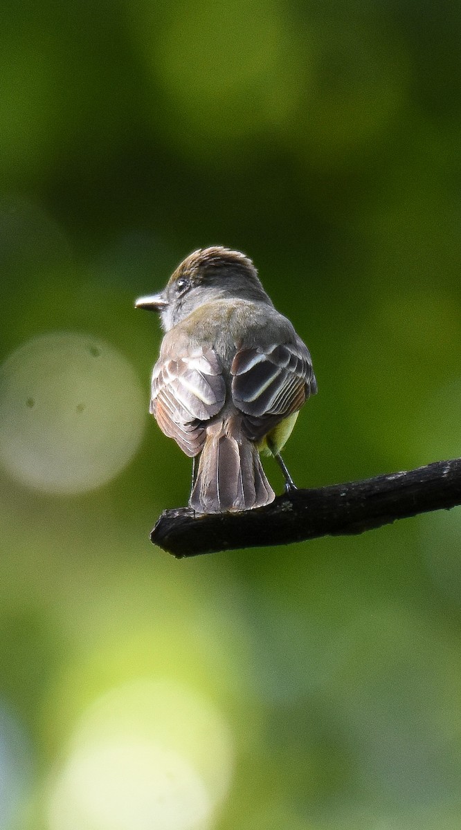 Great Crested Flycatcher - ML228725711