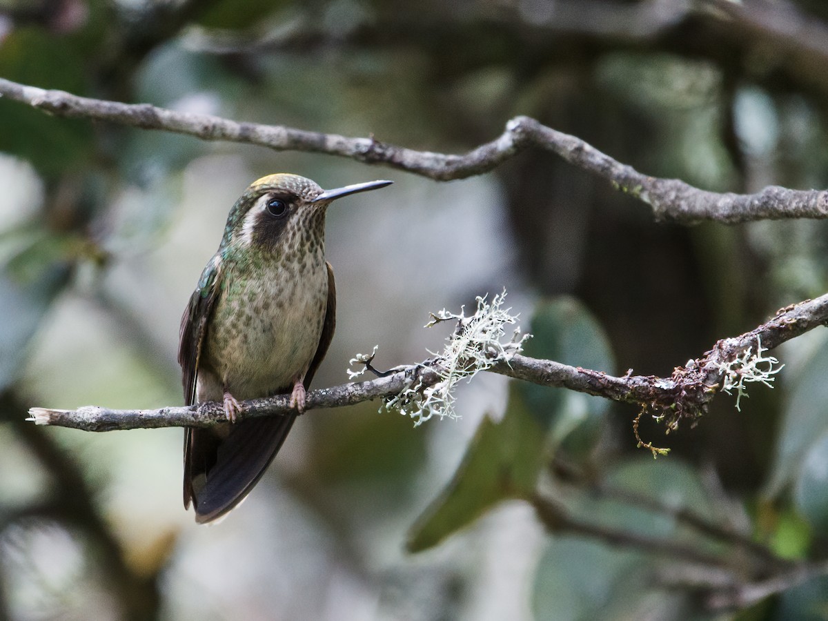 Speckled Hummingbird (maculata) - ML228726281