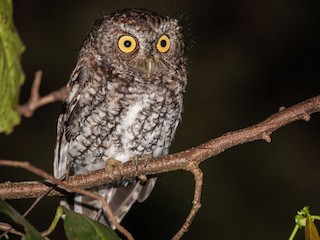  - Bearded Screech-Owl